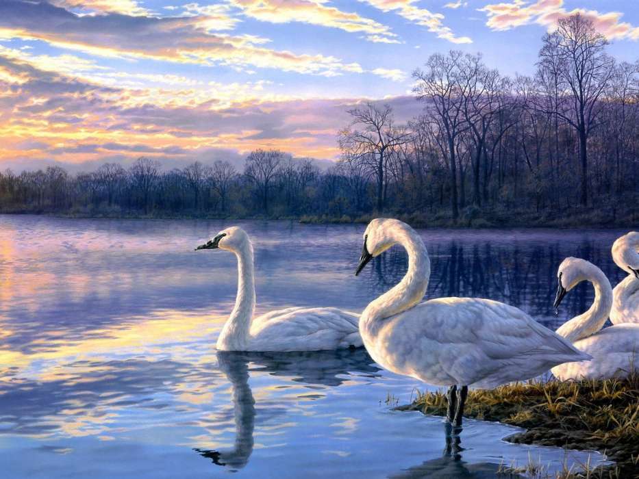Animais,Aves,Swans
