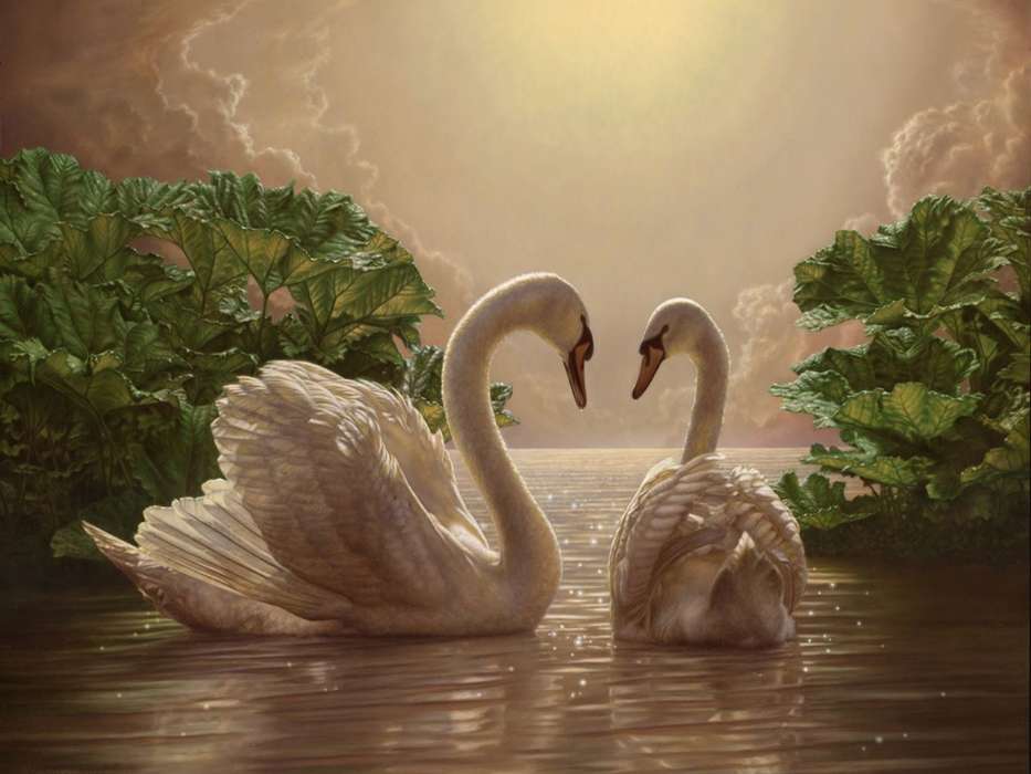 Swans,Aves,Imagens