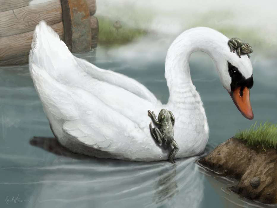 Animais,Aves,Swans,Imagens