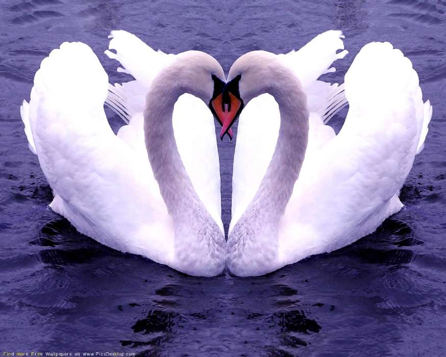Animais,Aves,Corações,Swans,Amor,Dia dos namorados