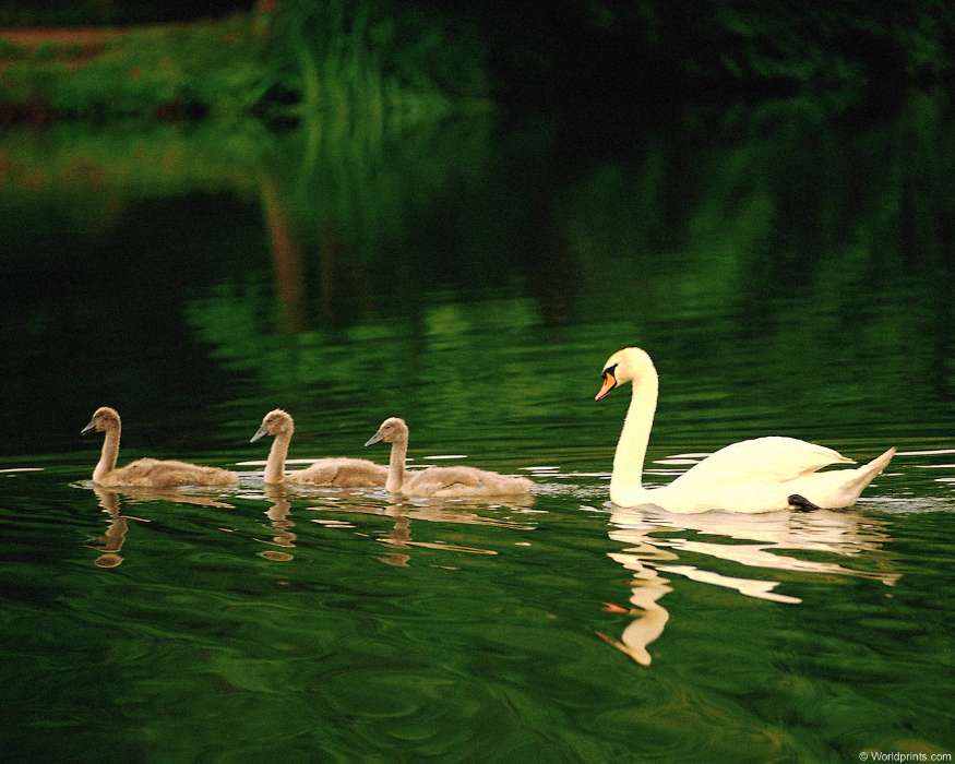 Animais,Aves,Água,Swans