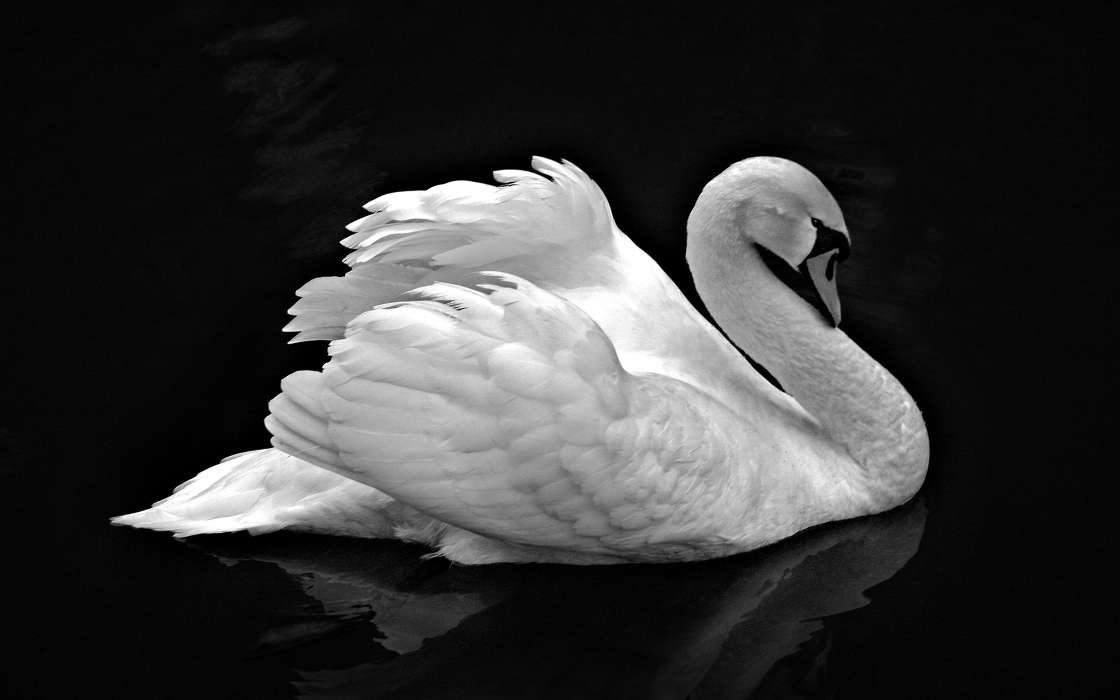 Animais,Aves,Swans