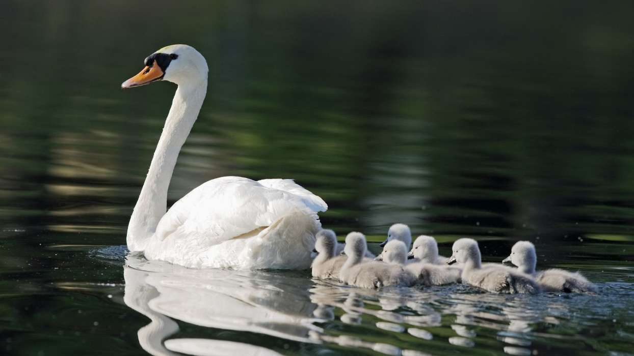 Swans,Aves,Animais