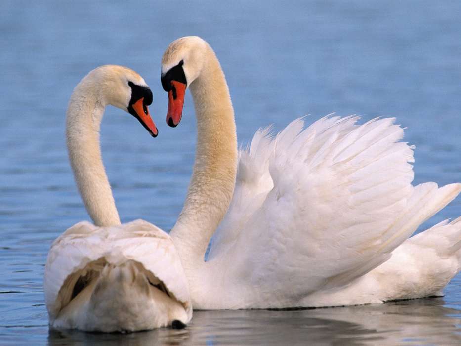 Swans,Aves,Animais