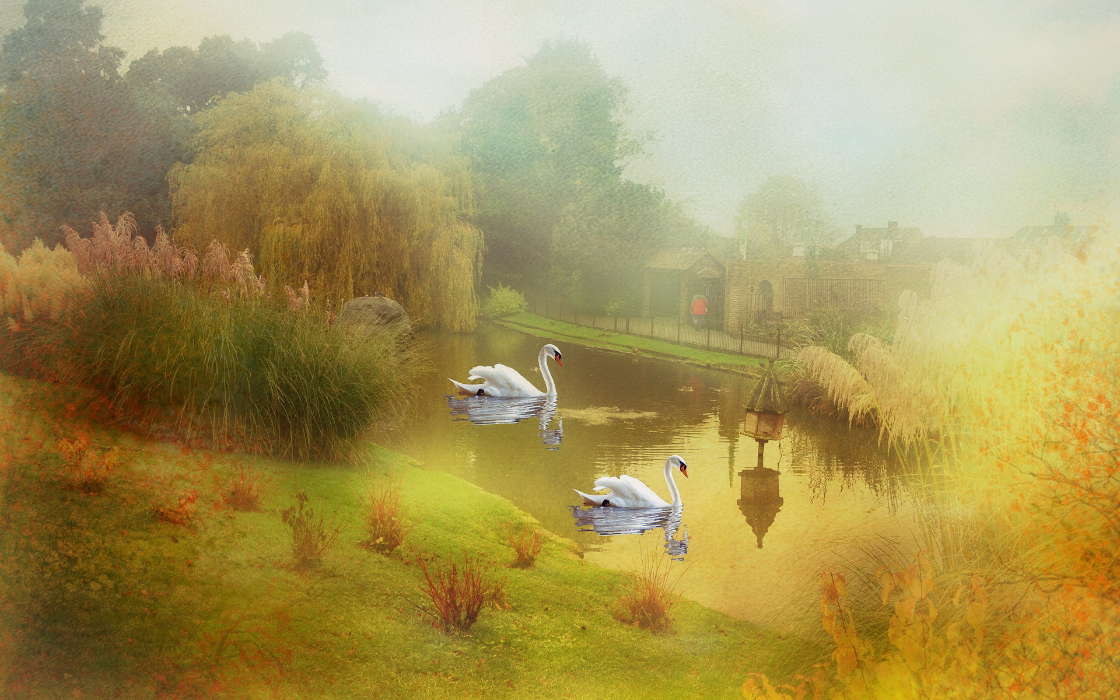 Swans,Imagens,Animais