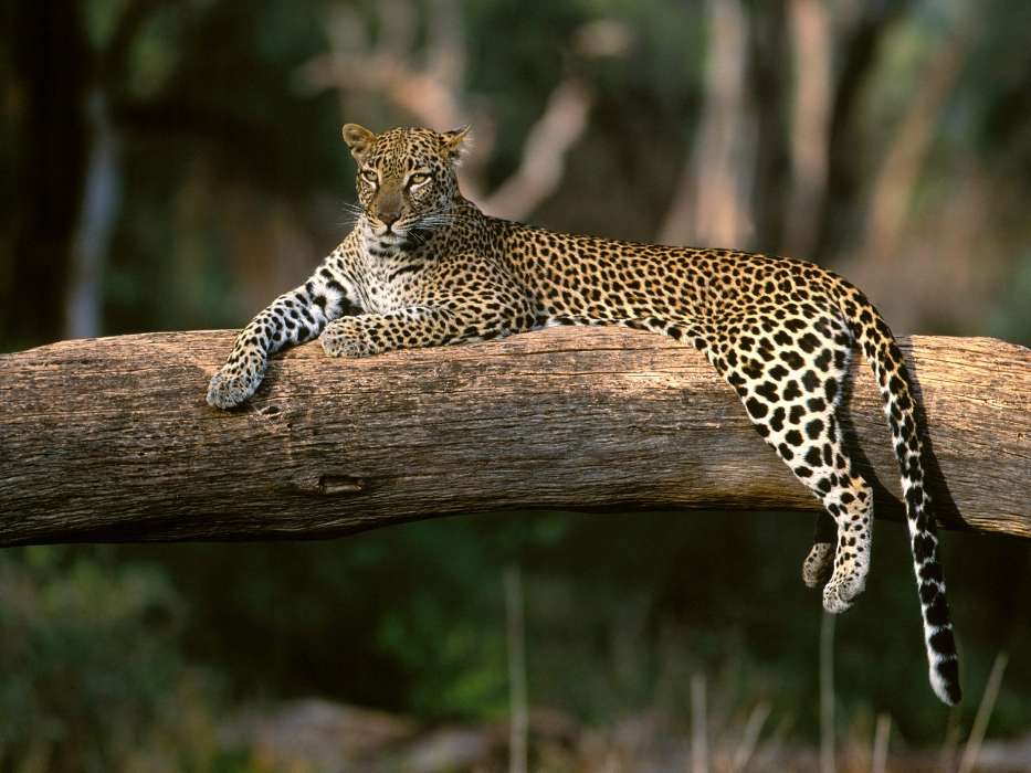 Animais,Leopards