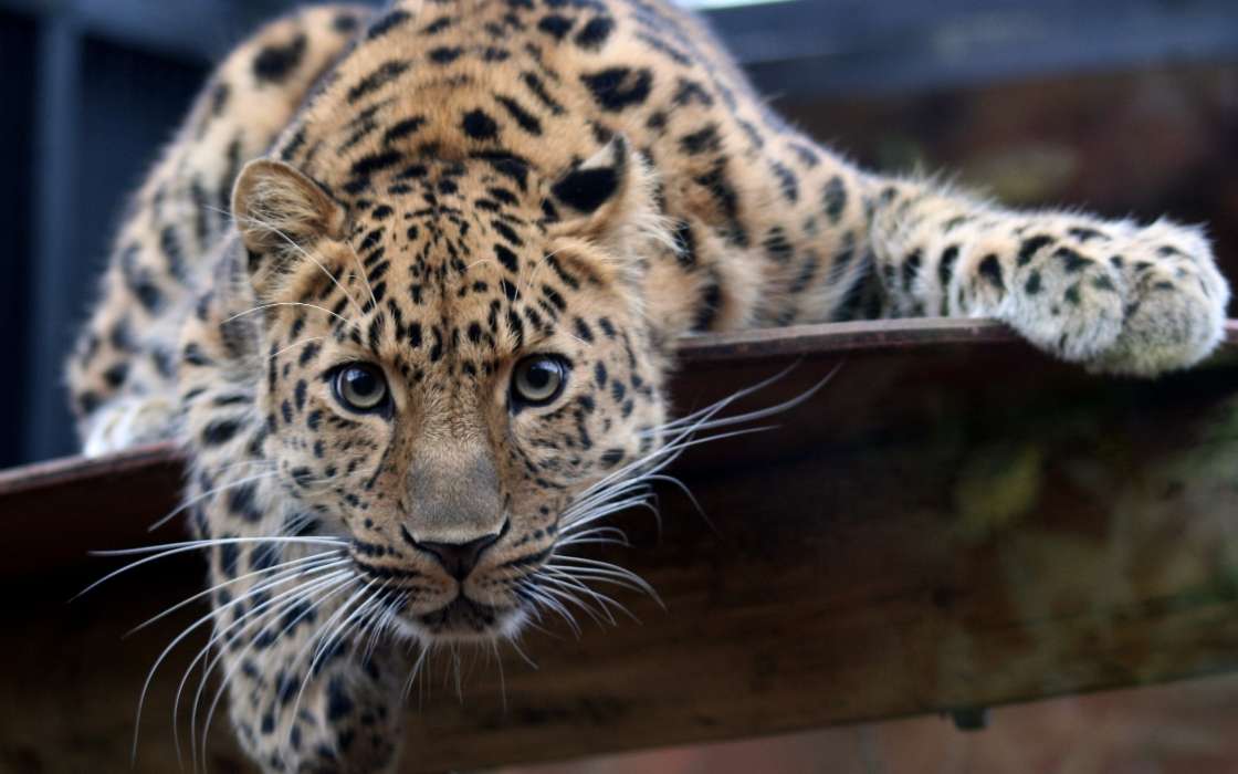 Leopards,Animais