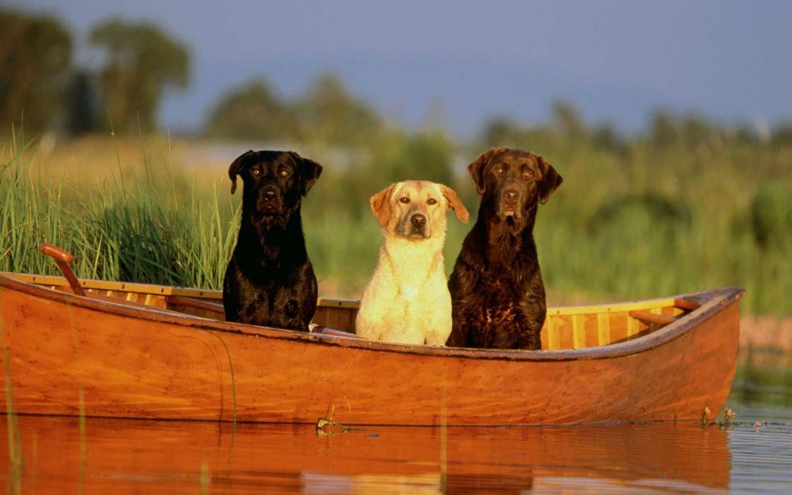 Barcos,Cães,Animais