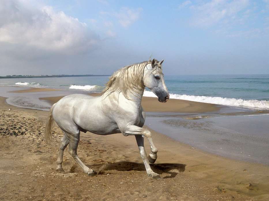 Animais,Cavalos,Praia