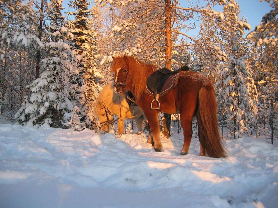 Cavalos,Neve,Animais,Inverno