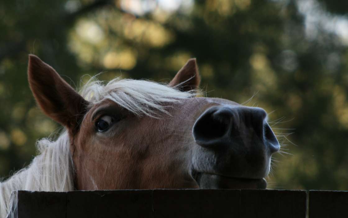 Cavalos,Animais