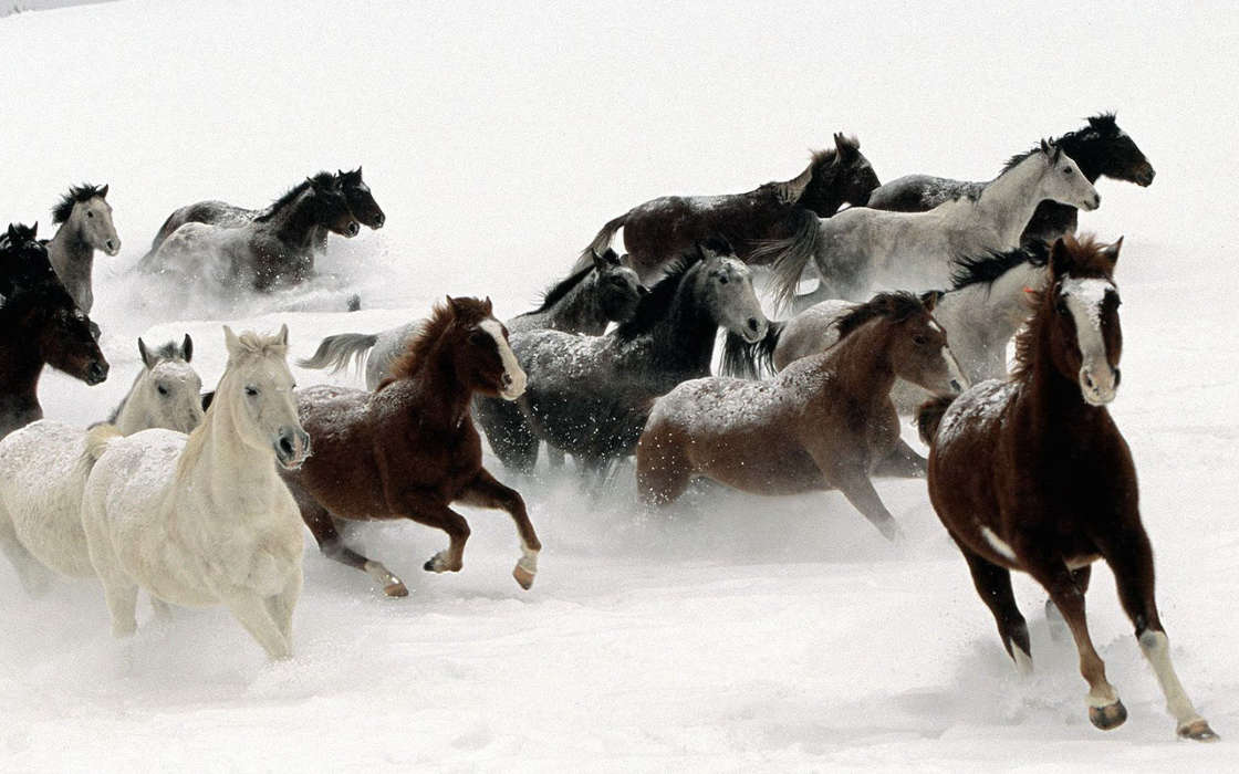 Animais,Inverno,Cavalos