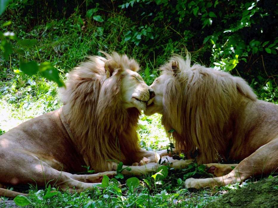 Lions,Animais