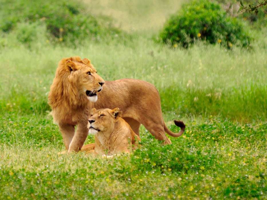 Lions,Animais