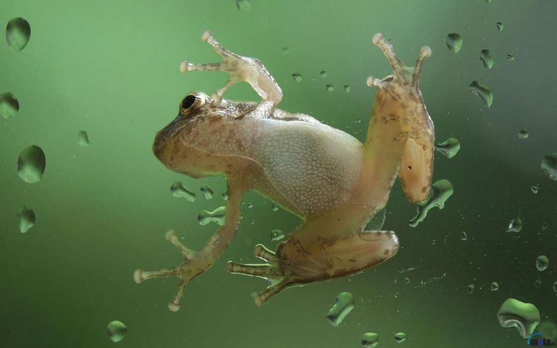 Animais,Frogs