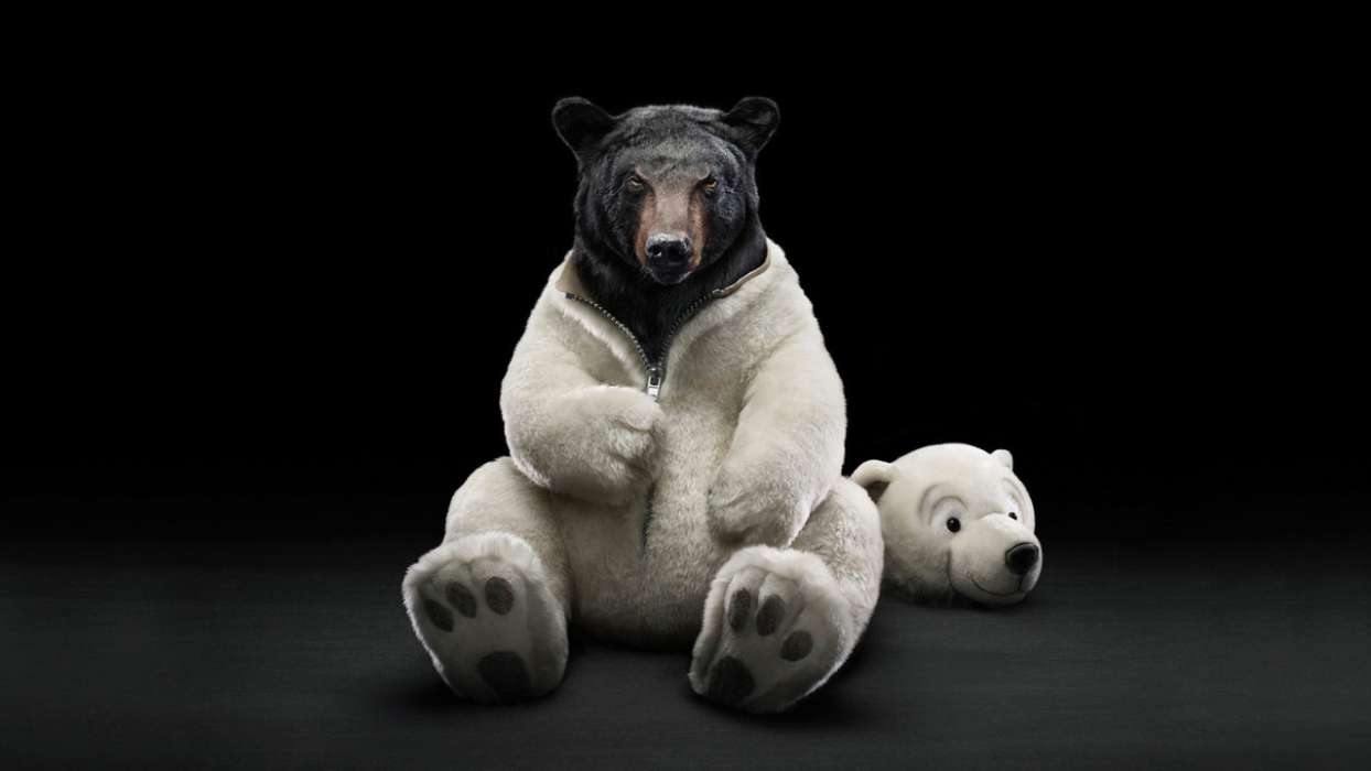 Bears,Engraçado,Animais