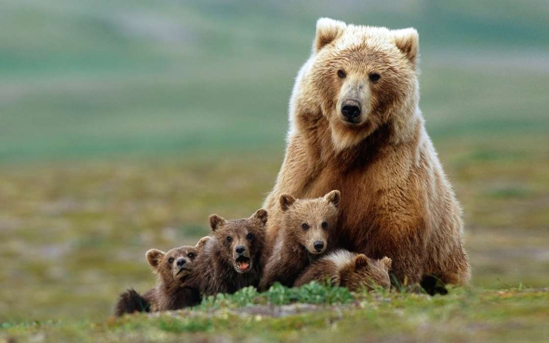 Bears,Animais