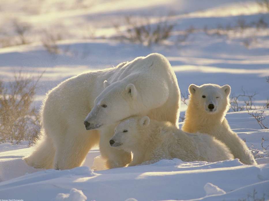 Animais,Inverno,Bears