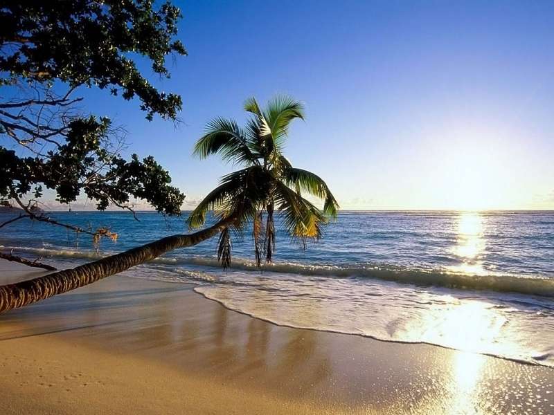 Mar,Palms,Paisagem,Praia