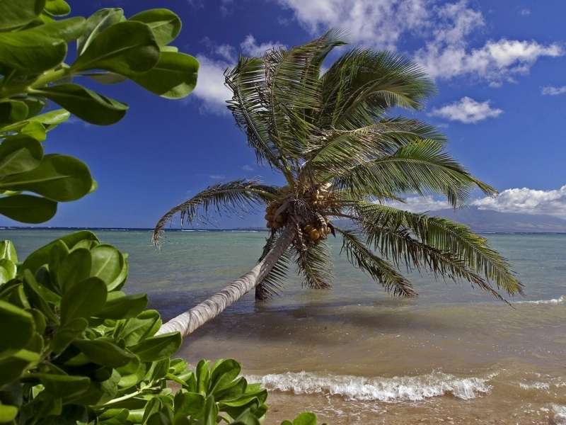 Mar,Palms,Paisagem,Praia
