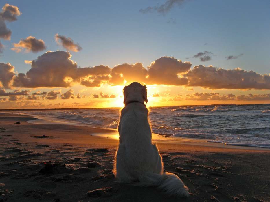 Cães,Mar,Sol,Praia,Animais,Paisagem