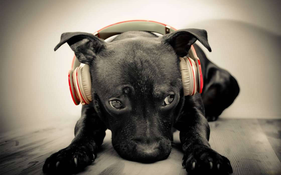 Música,Cães,Animais