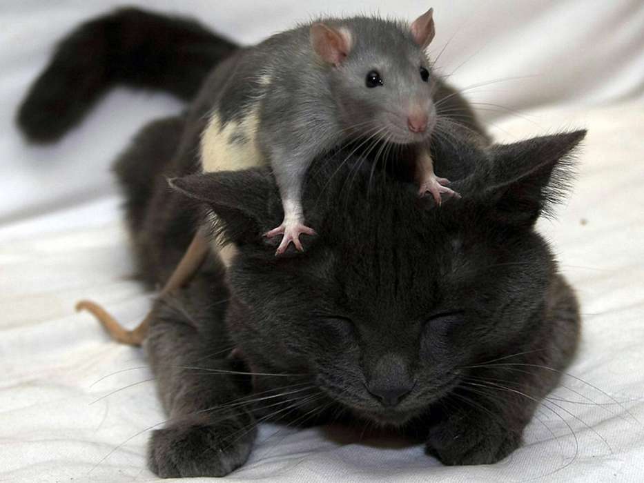 Ratos,Animais