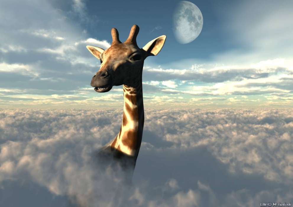 Animais,Céu,Nuvens,Girafas