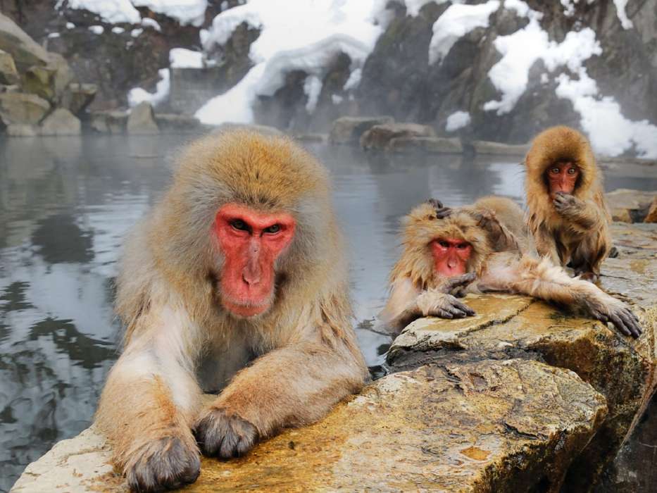Macacos,Animais