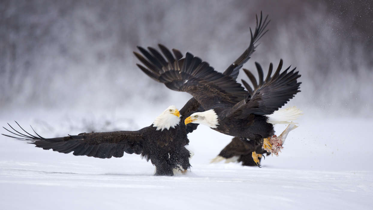 Eagles,Aves,Animais