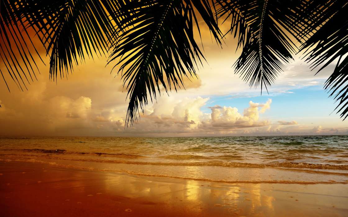 Palms,Paisagem,Praia