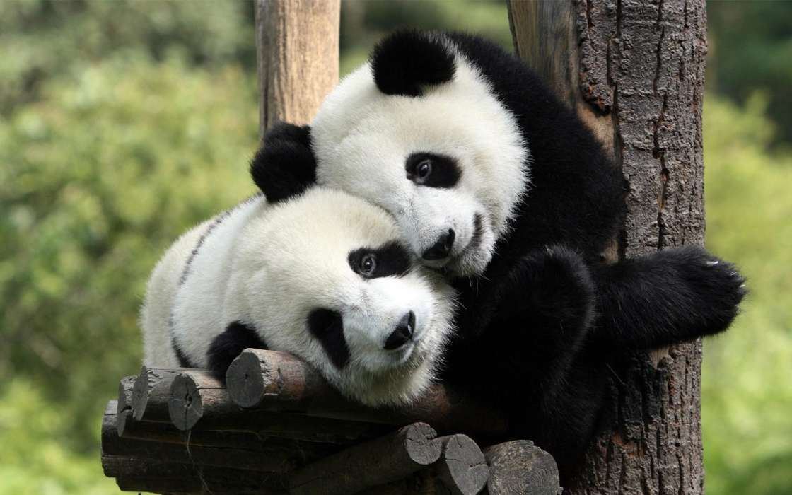 Pandas,Animais
