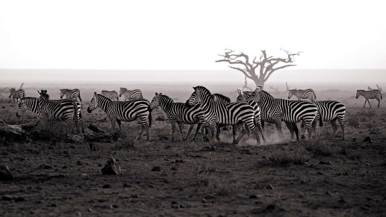 Paisagem,Zebra,Animais