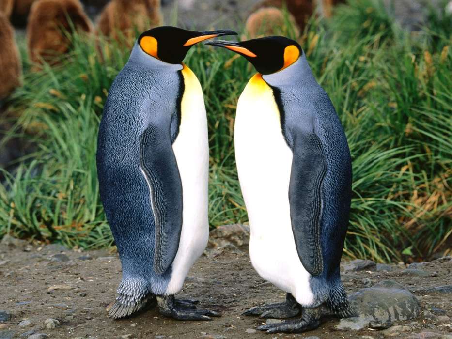Animais,Pinguins