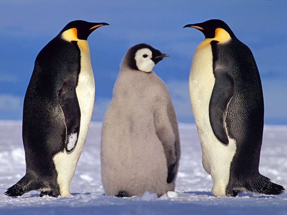 Animais,Inverno,Pinguins