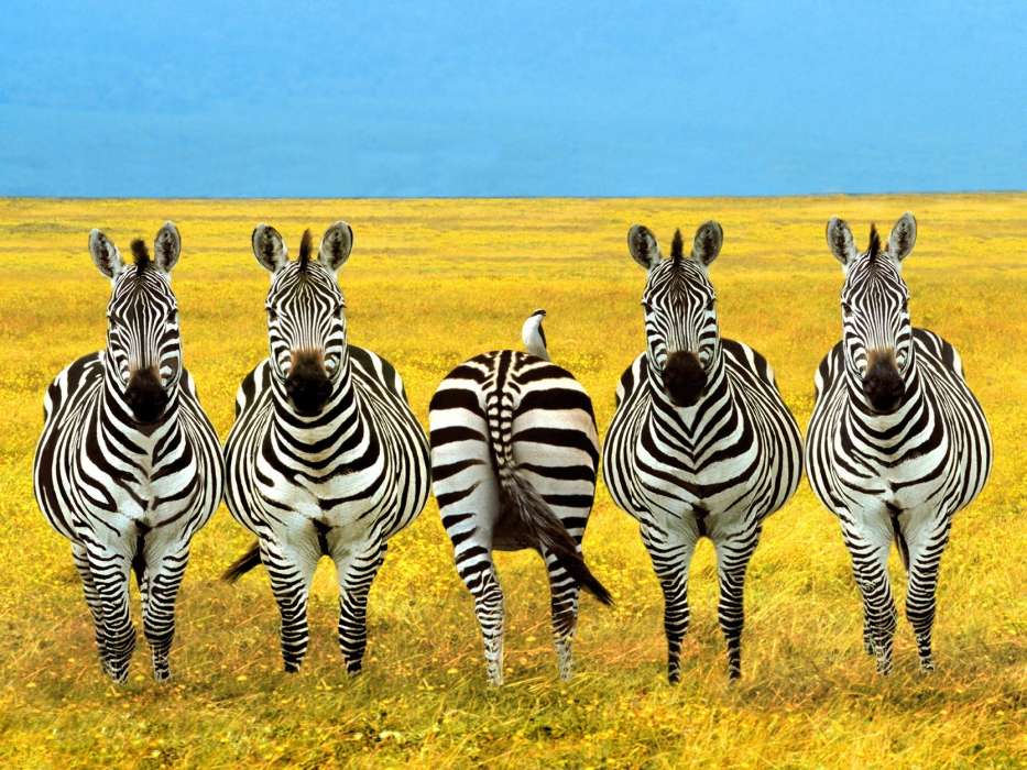 Campos,Zebra,Animais