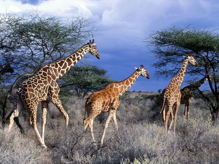 Natureza,Girafas,Animais