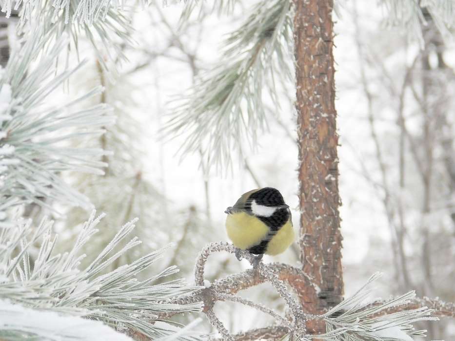 Aves,Animais,Inverno