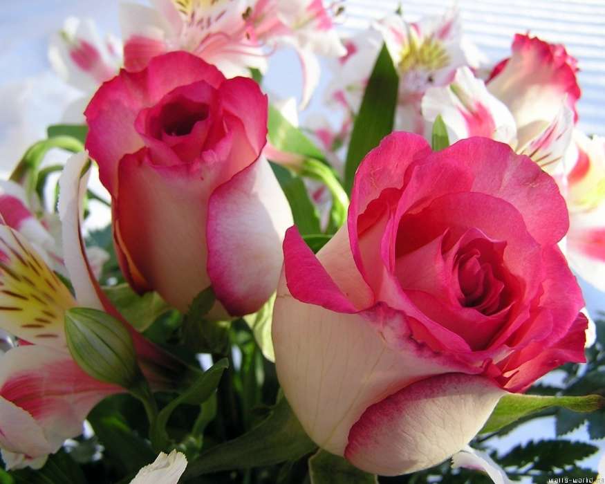 Plantas,Flores,Rosas,Cartões postais,8 de março, Dia Internacional da Mulher