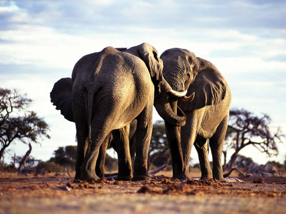 Elefantes,Animais