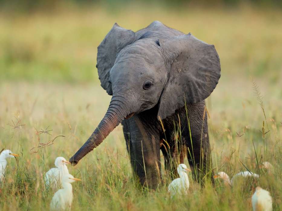 Elefantes,Animais