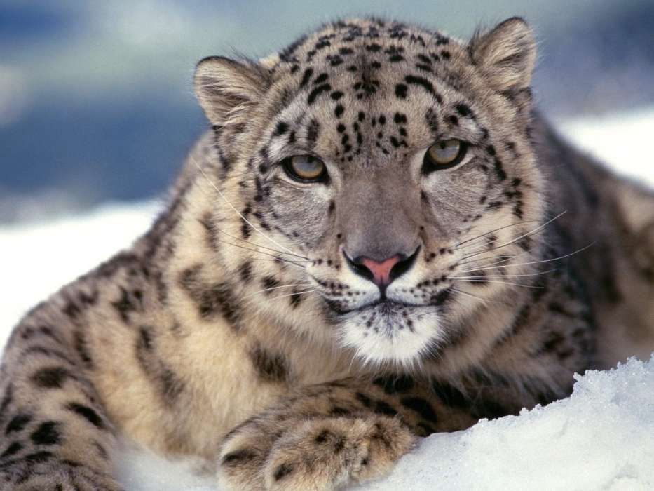 Animais,Snow Leopard,Neve