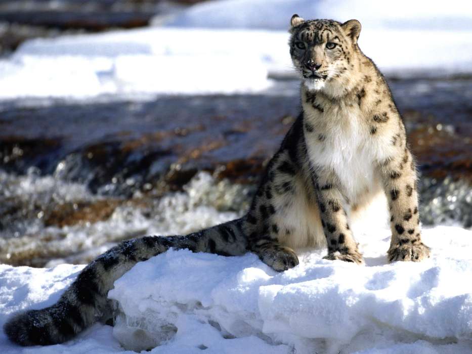 Animais,Inverno,Snow Leopard,Neve