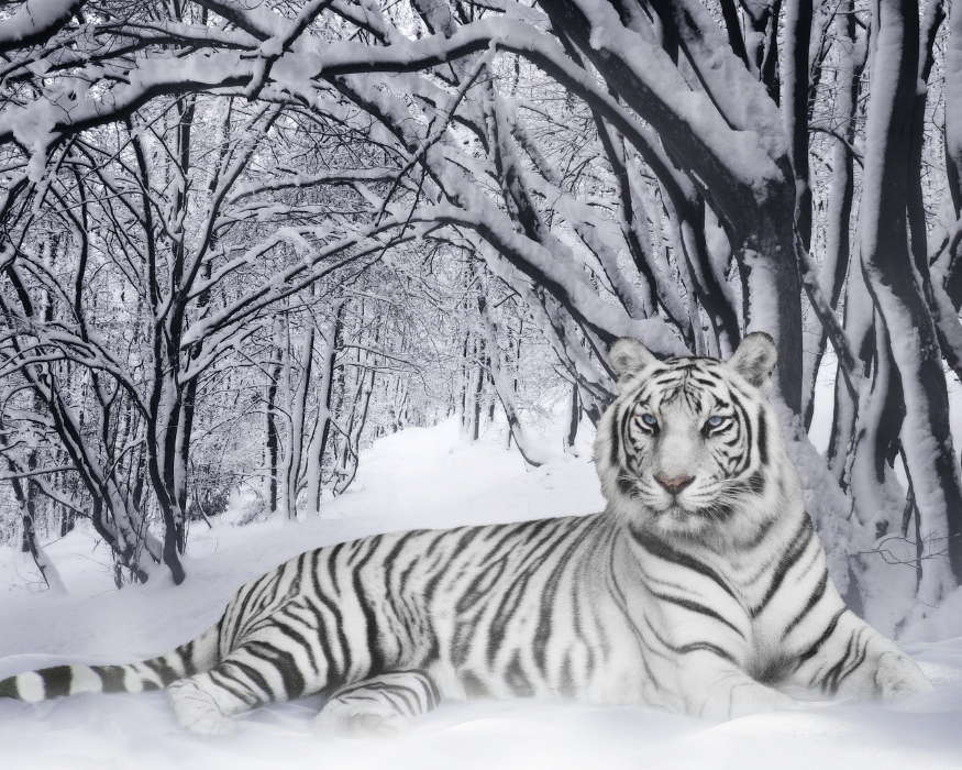 Animais,Inverno,Tigres,Neve