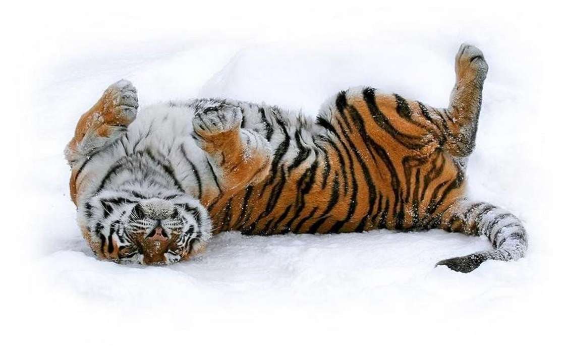 Animais,Inverno,Tigres,Neve