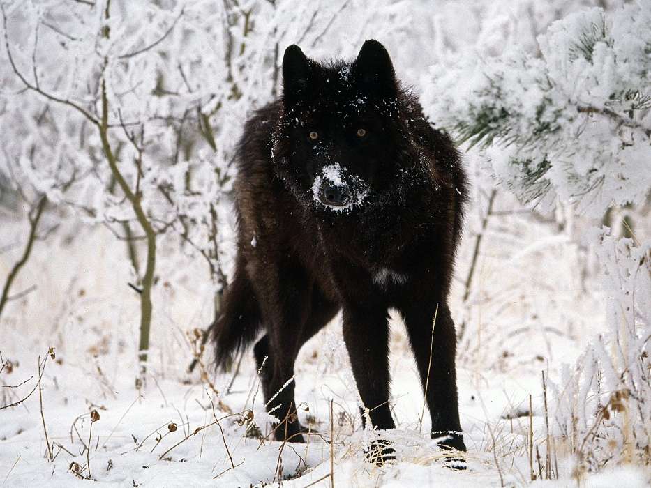 Animais,Lobos,Inverno,Neve