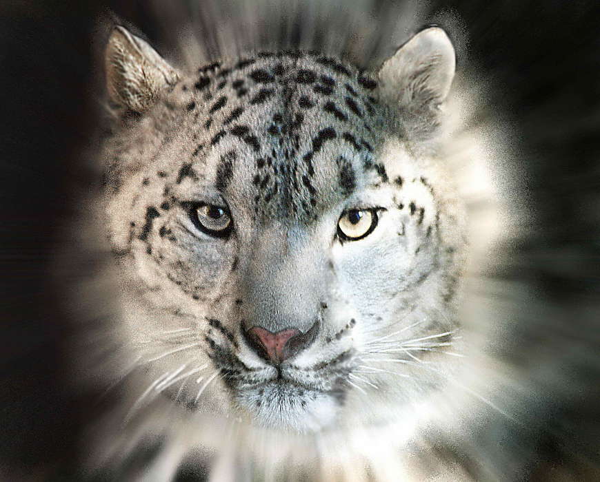 Animais,Snow Leopard