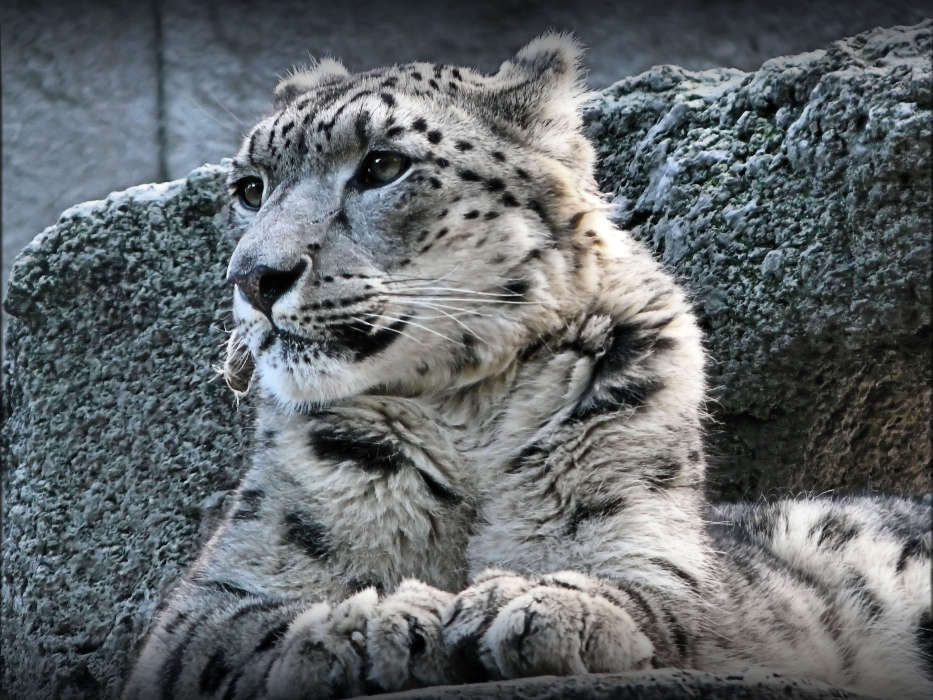 Animais,Snow Leopard