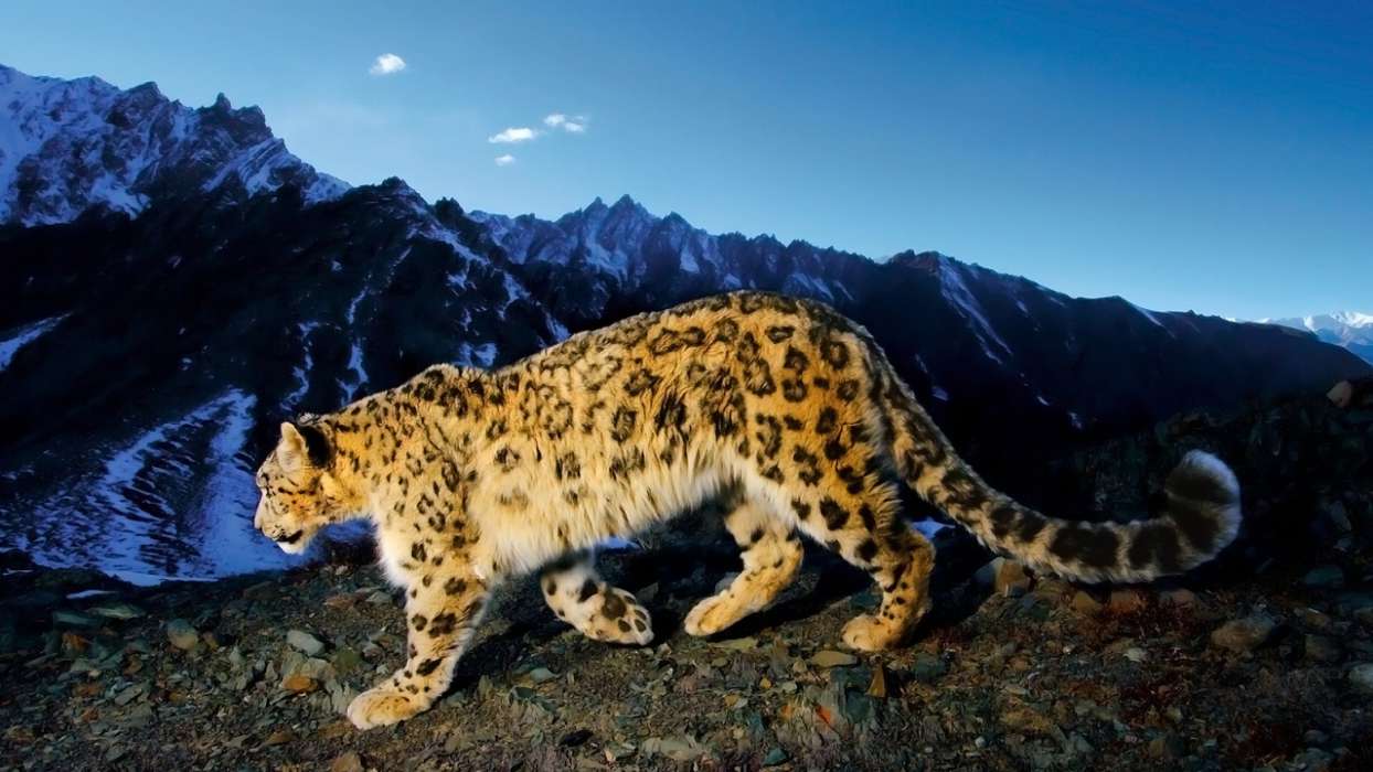 Snow Leopard,Animais