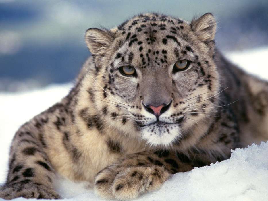 Snow Leopard,Animais